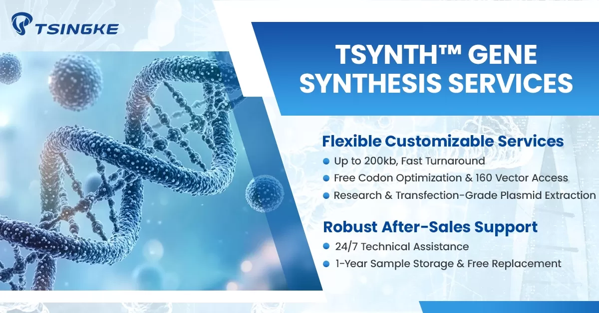 2024 Tsingke High-Impact Literature Compilation - Gene Synthesis