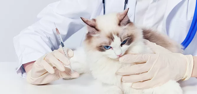 Veterinary Vaccine Development