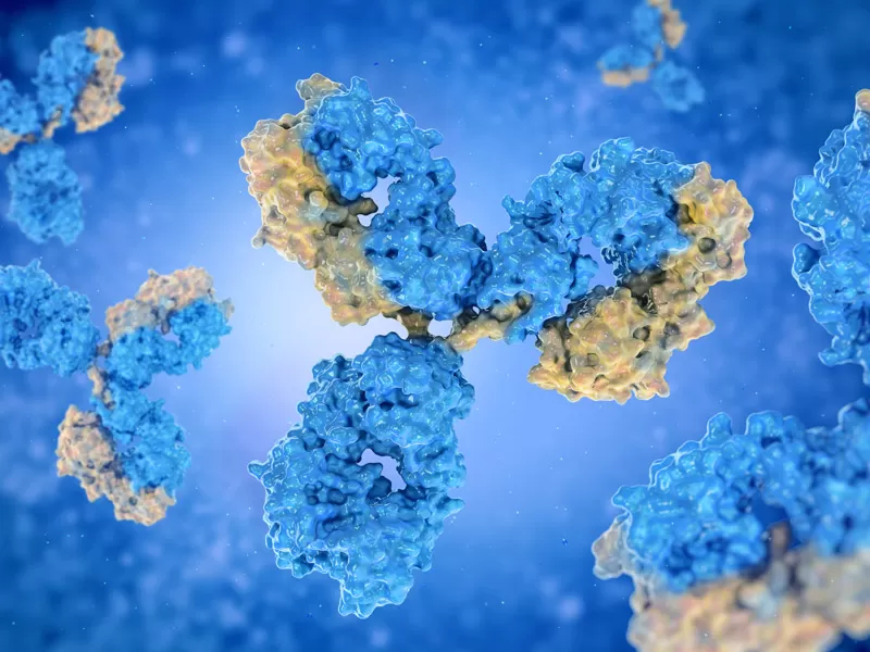 Antibody Engineering