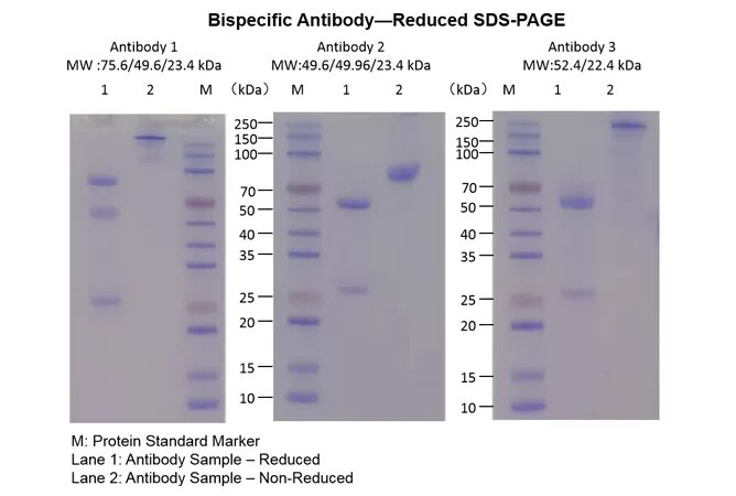 Bispecific Antibody—Reduced SDS-PAGE