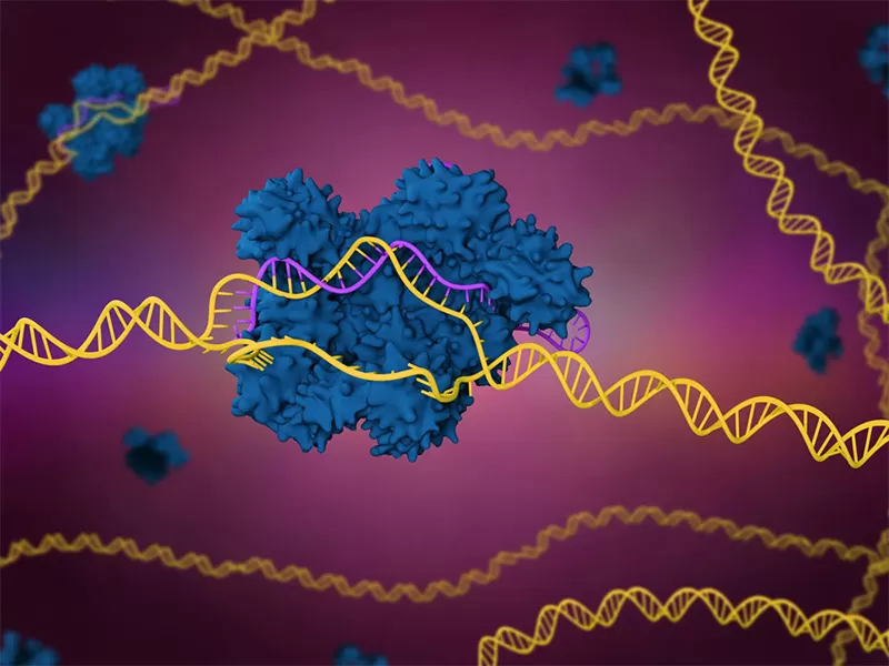 CRISPR gRNA Synthesis