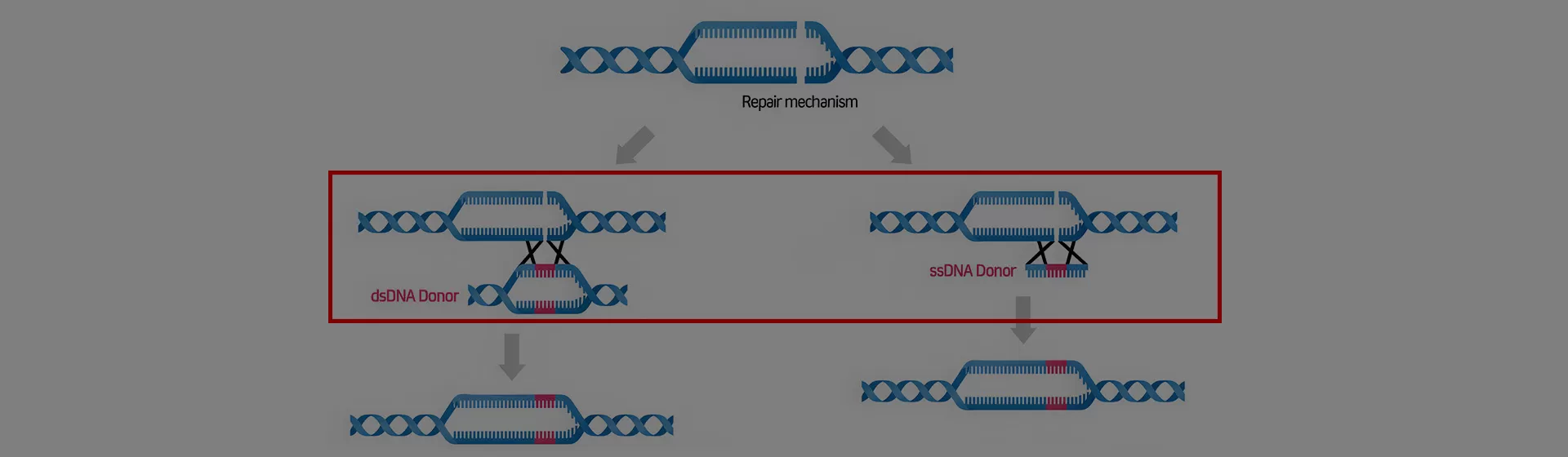 Donor DNA Templates