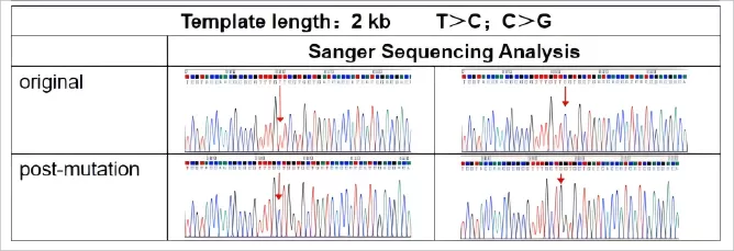 Double Point Mutation