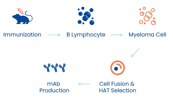Highlights of Antibody Discovery