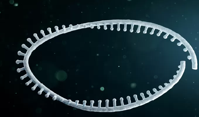 Highlights of saRNA / circRNA