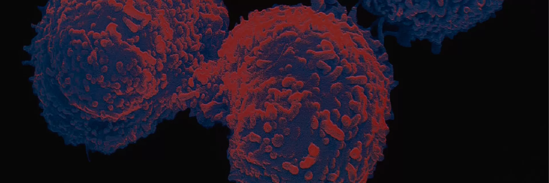 Hybridoma Sequencing Service