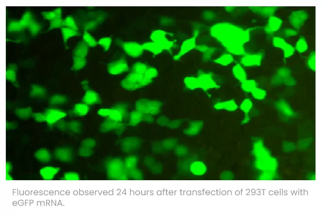 IVT mRNA Application1
