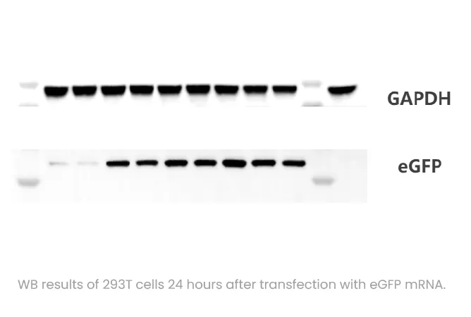 IVT mRNA Application2