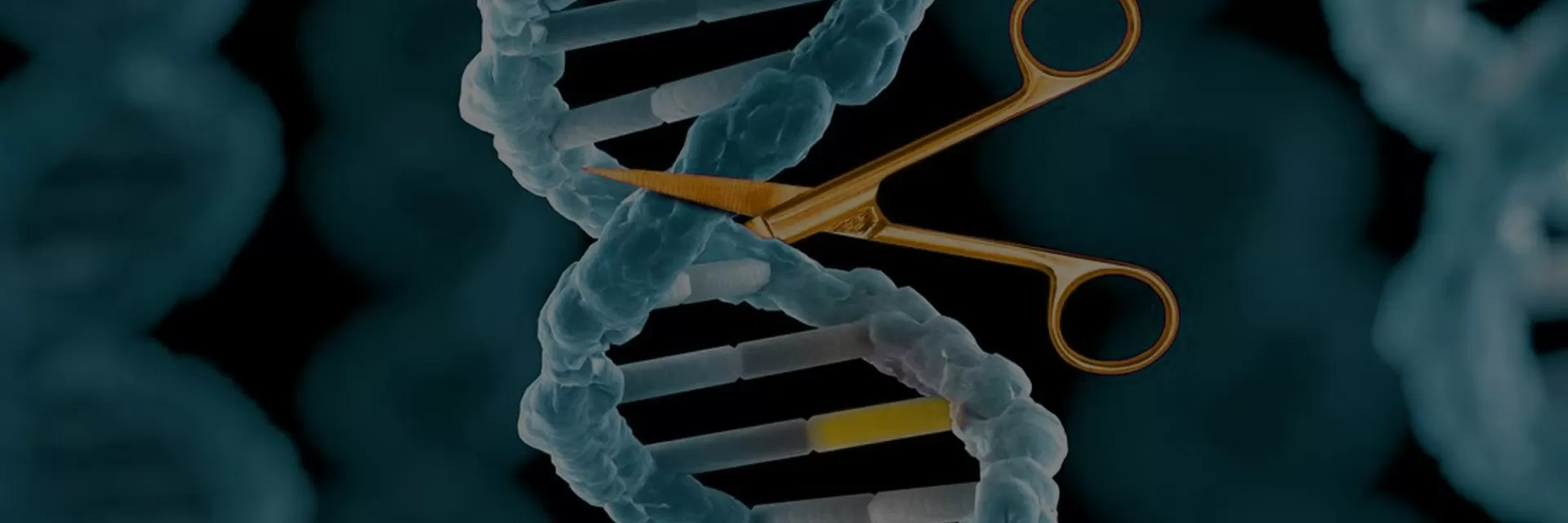 Library Construction