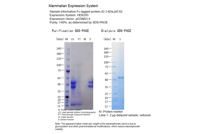 Mammalian Expression System