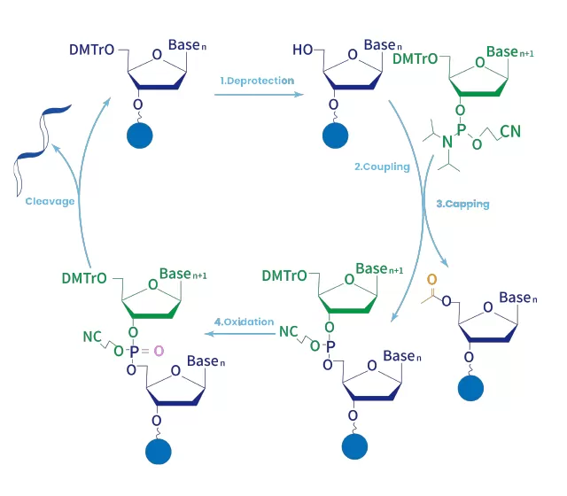 Oligo Synthesis