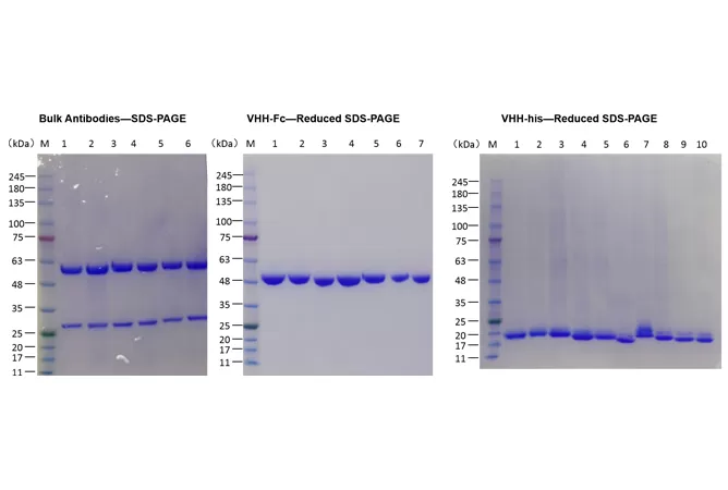 Other Antibody Custom Services