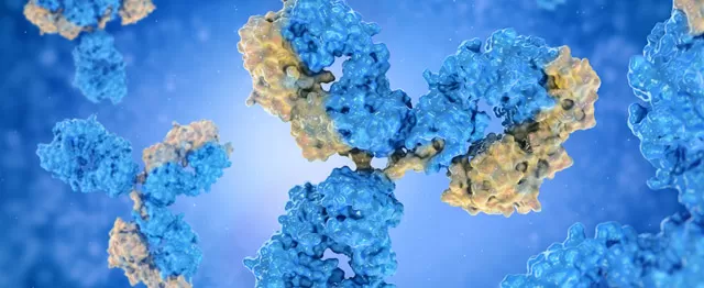 Antibody Engineering