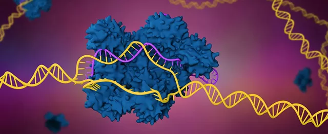 CRISPR gRNA Synthesis