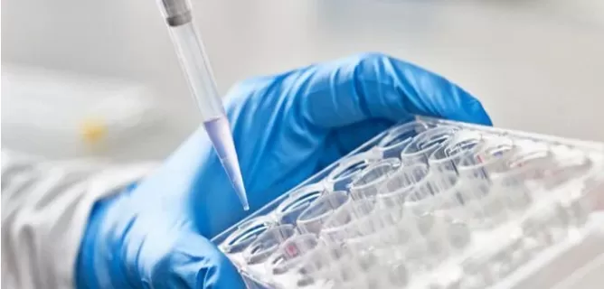PCR Screening Primers