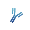 Protein & Antibody