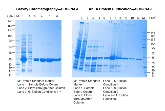 Protein Expression
