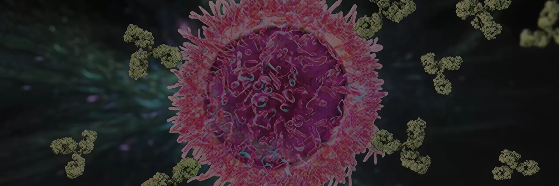 Single B Cell Screening