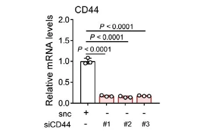 siRNA Transfected MRC-5 cells and Interfered with CD44