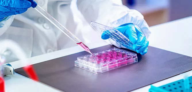 Stable Cell Line Support