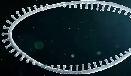 What Is the Difference Between DNA and RNA Protein Synthesis?