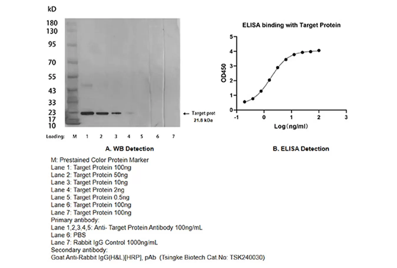 Polyclonal Antibody Service Case Study