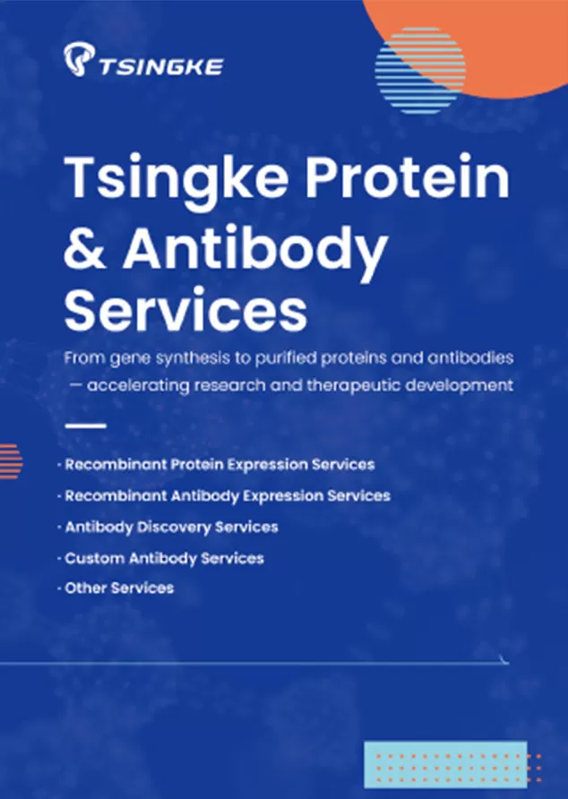 Tsingke Protein & Antibody Services Tri-fold Leaflet